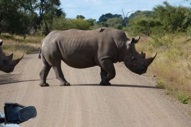 Rhino in Kruger National Park, South Africa