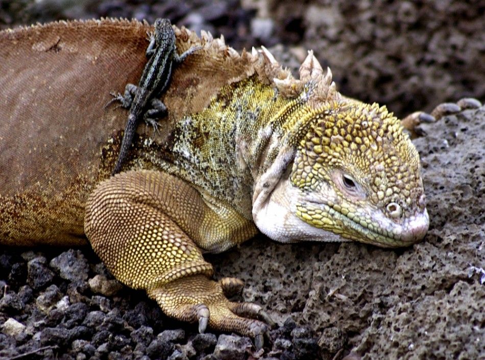 A land iguana