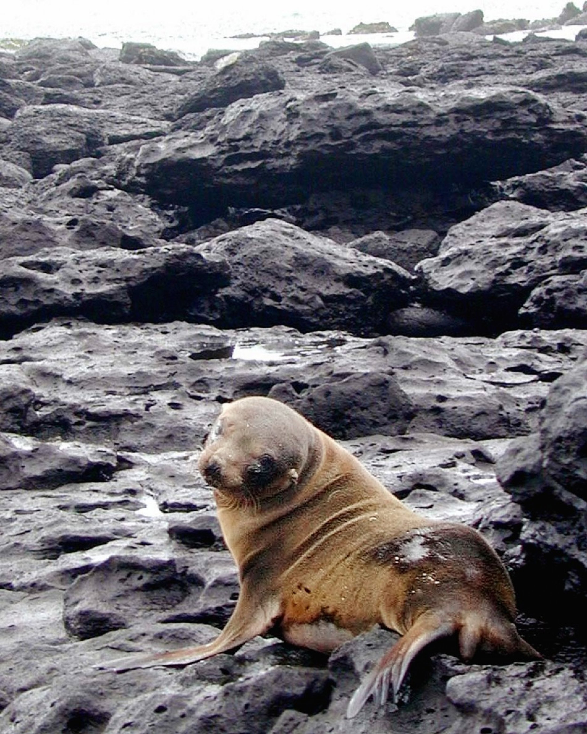 A seal
