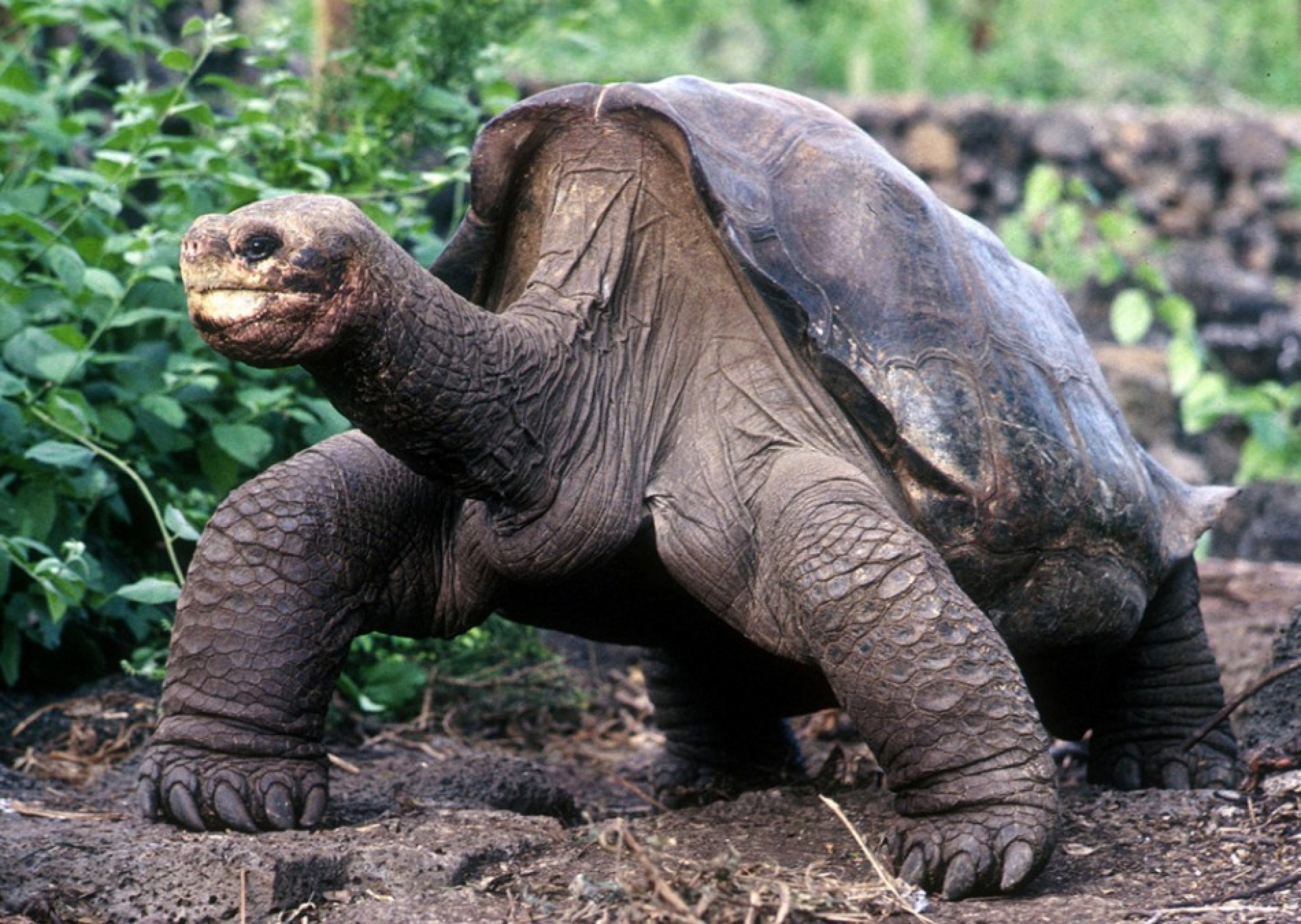 The lumbering giant Galapagos tortoise