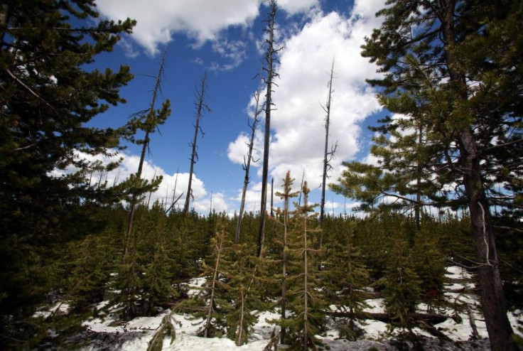 Yellowstone National Park