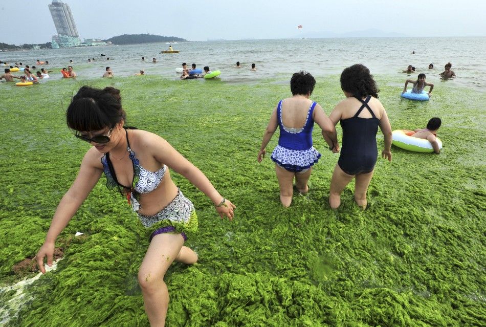 Amazing Pictures Massive Green Algae Invasion in the Yellow Sea.