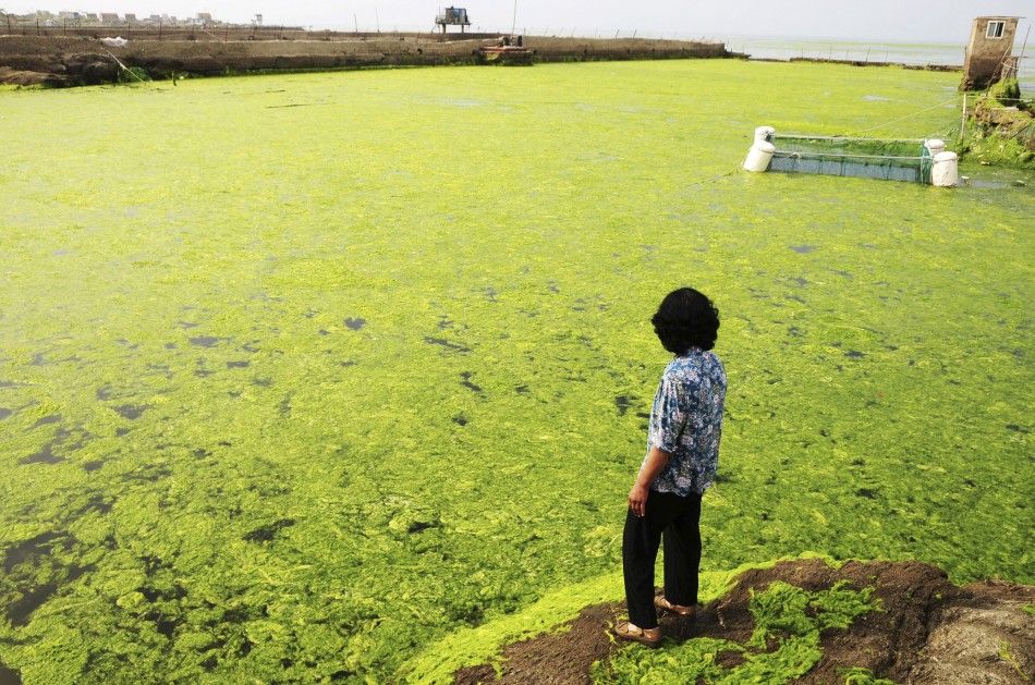 Amazing Pictures Massive Green Algae Invasion in the Yellow Sea.