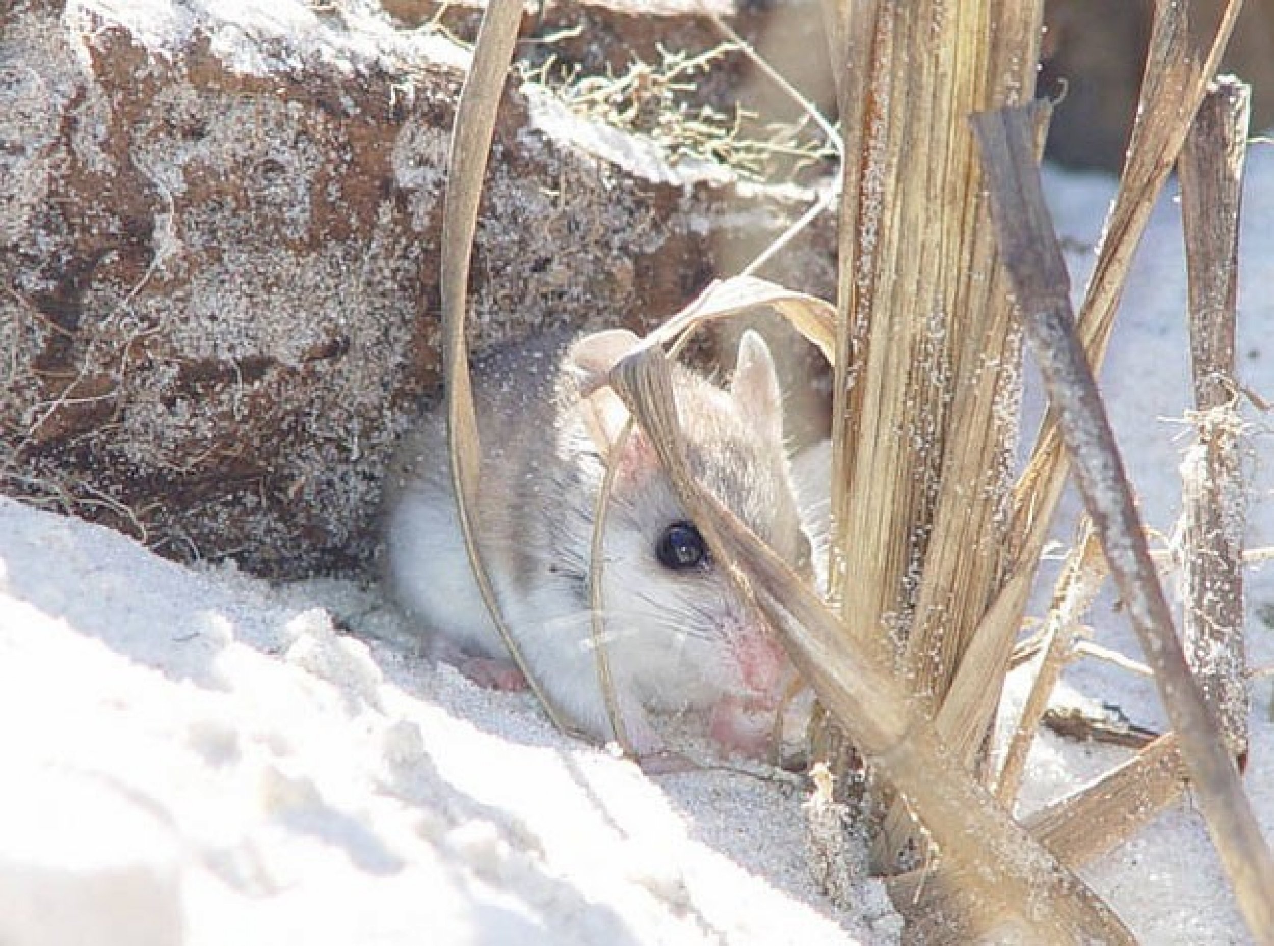 Endangered Alabama beach mouse