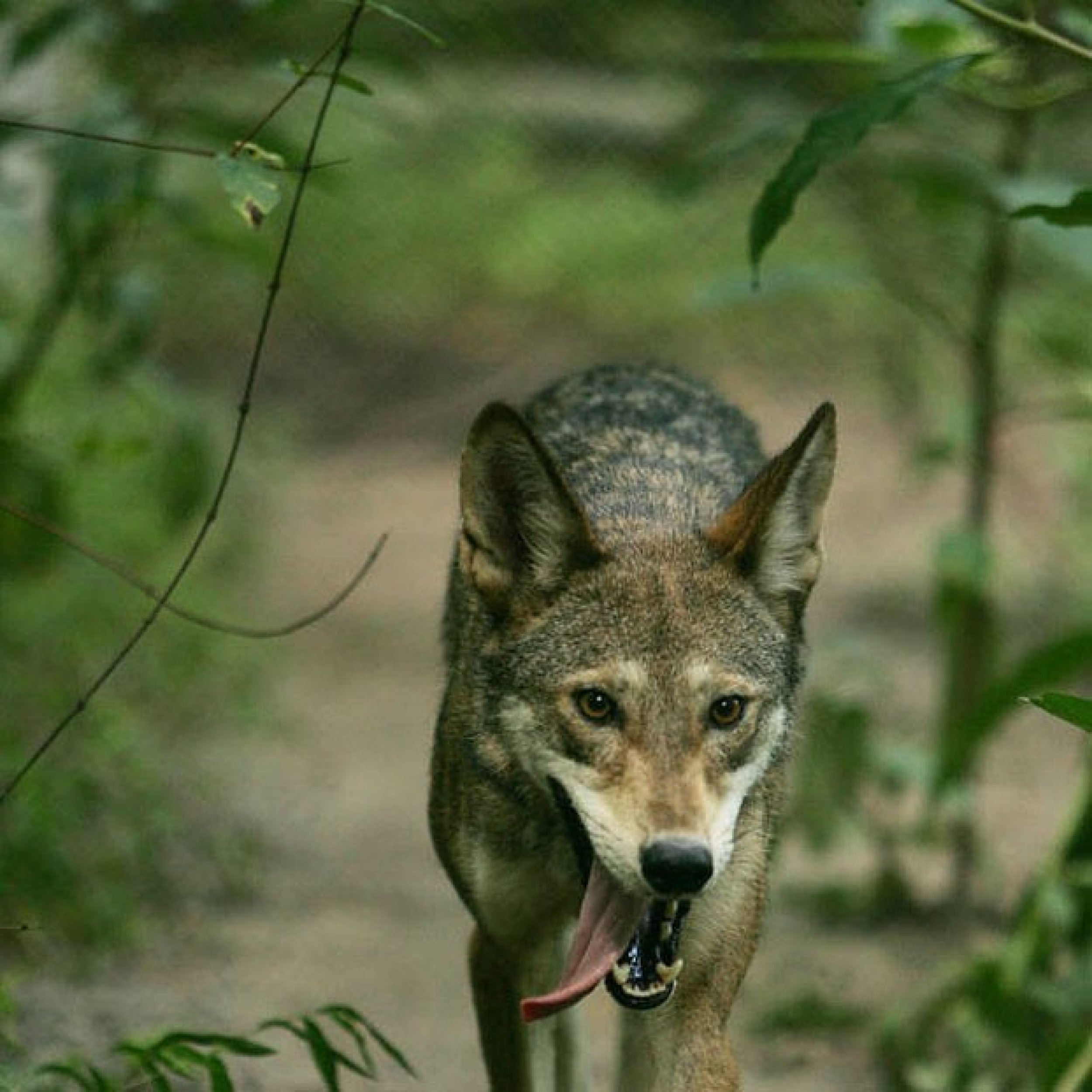 Endangered red wolf Canis rufus
