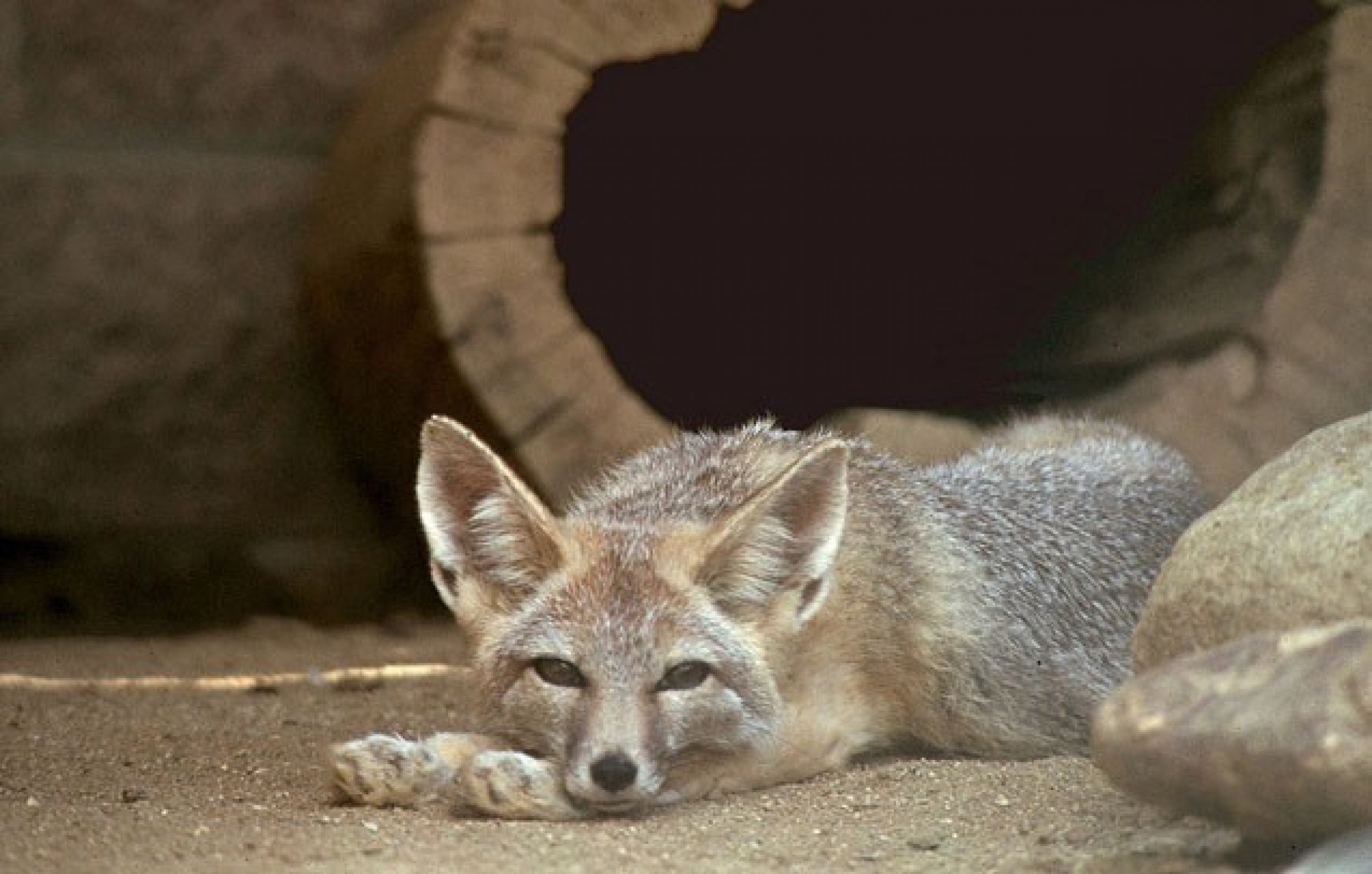 Endangered San Joaquin kit fox Vulpes macrotis mutica