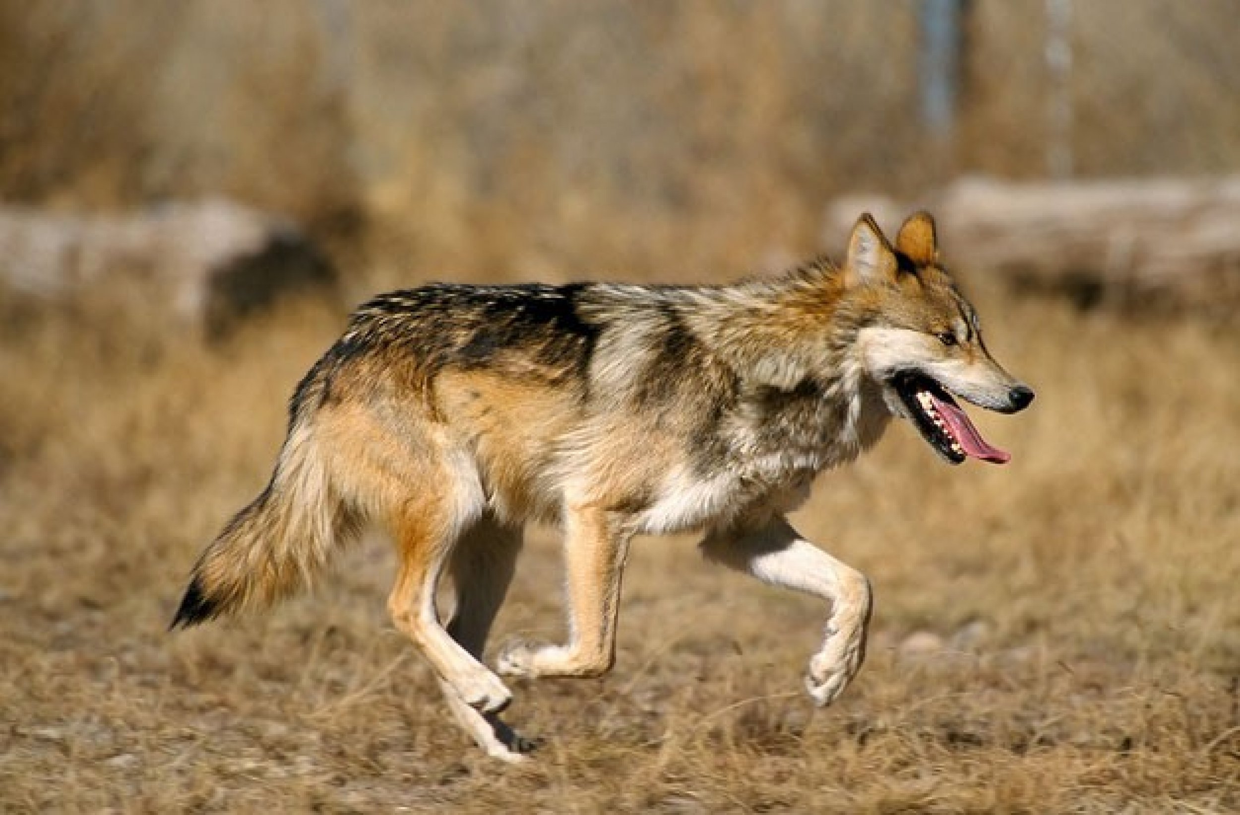 Mexican wolf 