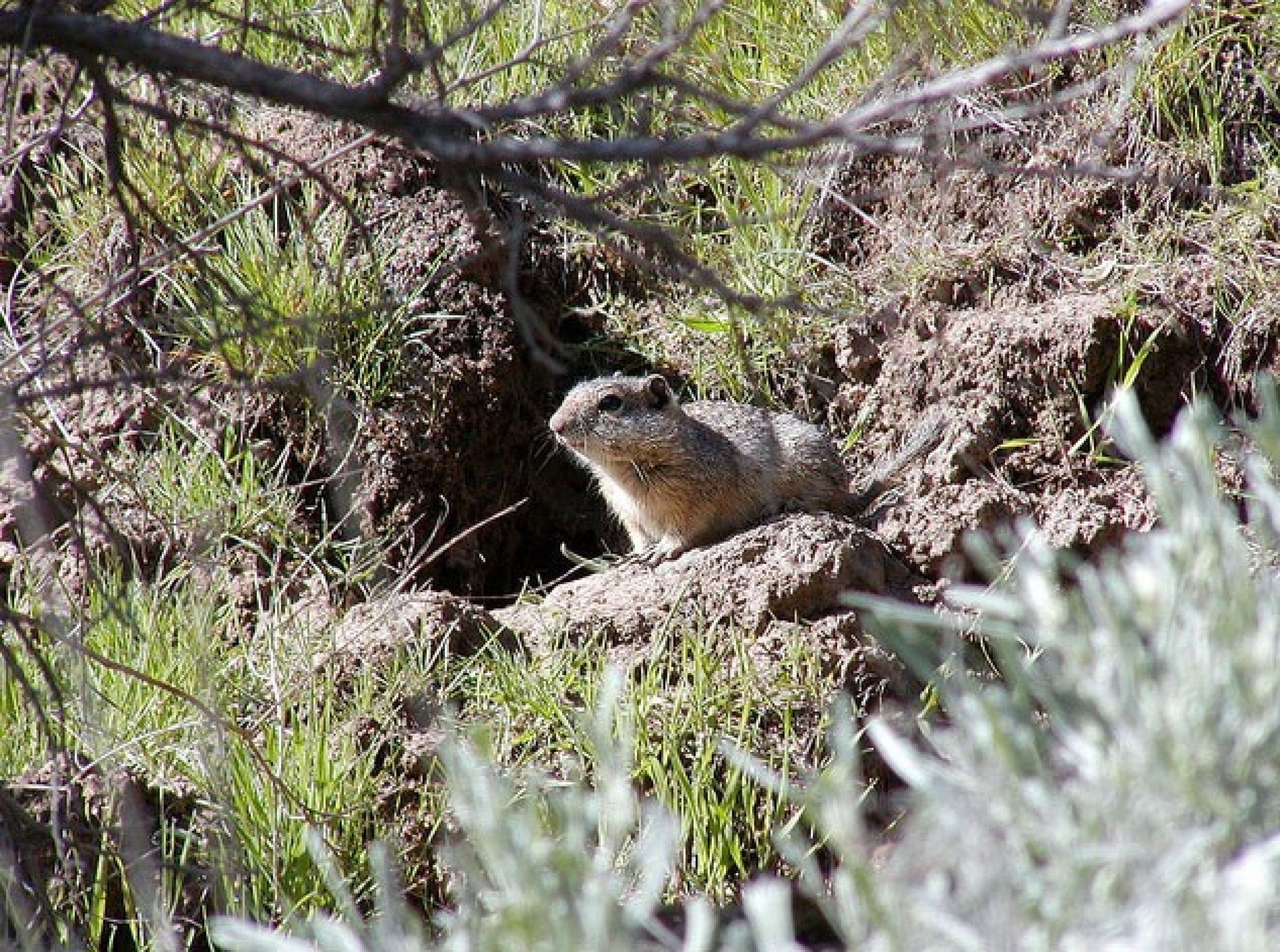 Southern Idaho ground squirrel Spermophilus brunneus endemicus, candidate