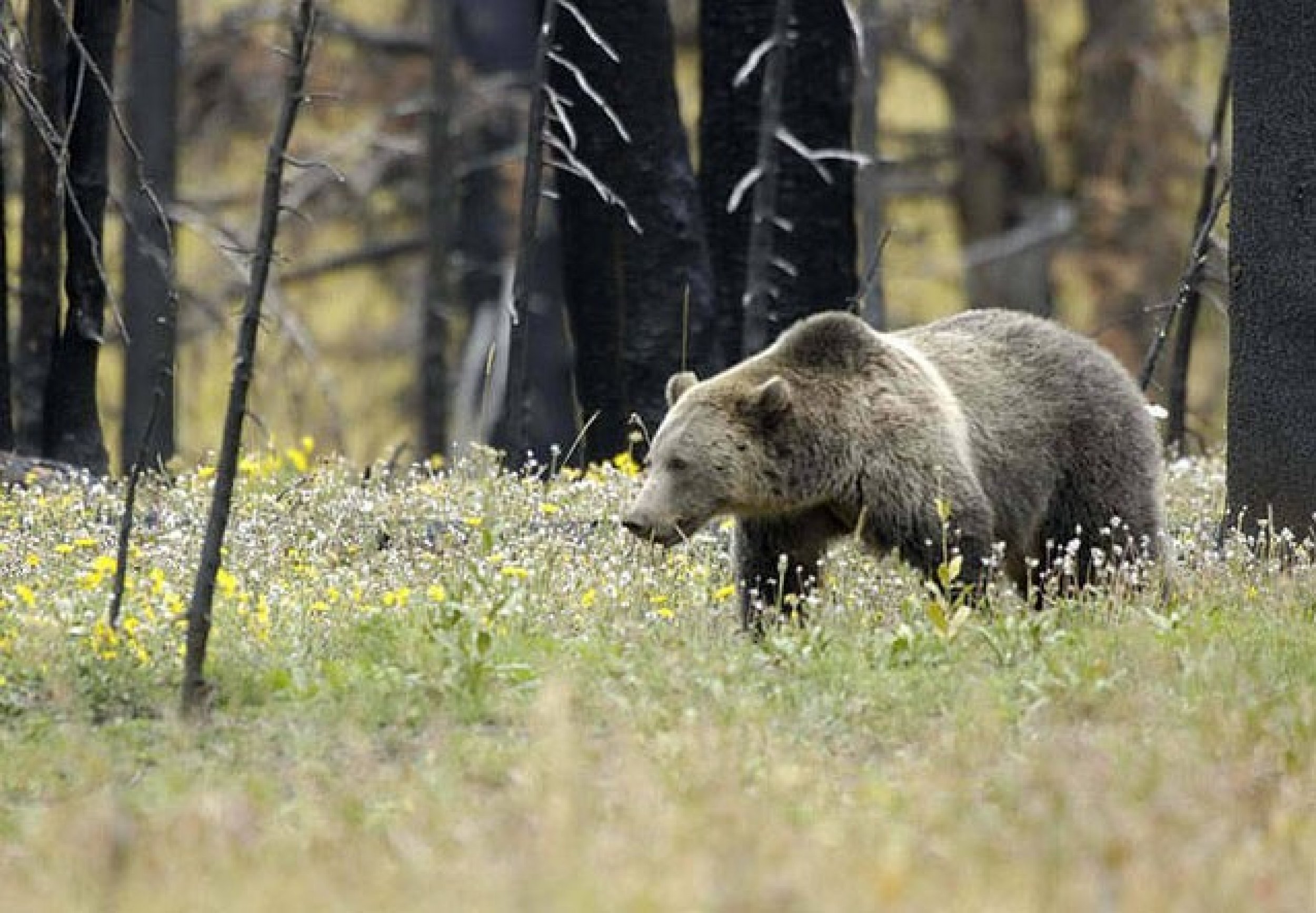 Threatened grizzly bear Ursus arctos horribilis, Yellowstone National Park