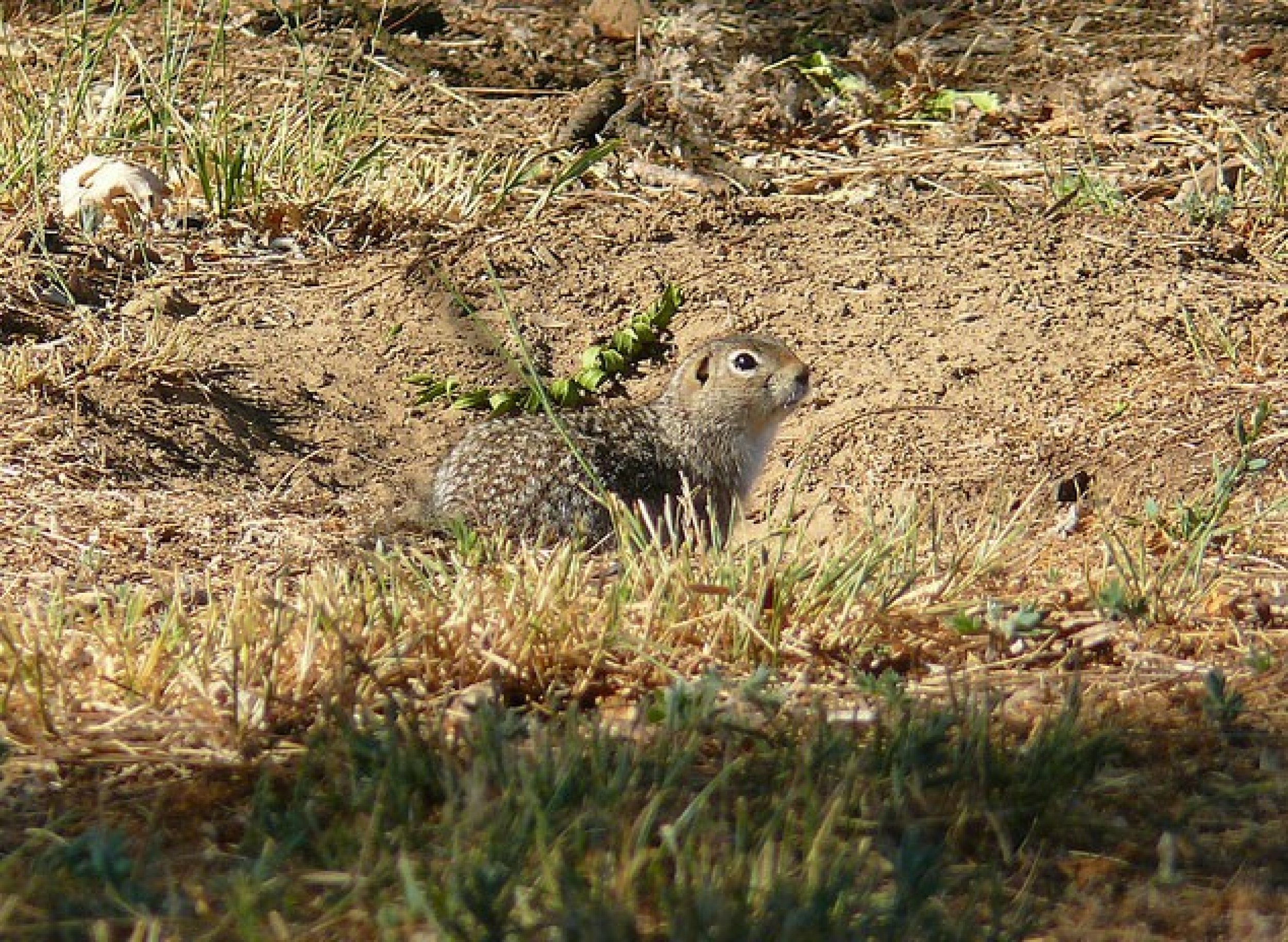 Washington ground squirrel Urocitellus washingtoni, candidate