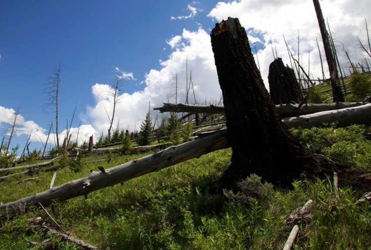 Yellowstone Fire