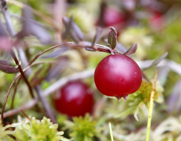 Cranberries are seen in a marsh near the village.