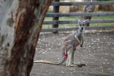 A kangaroo is pierced by an anaesthetic dart at the the Gan Garoo Australian park in northern Israel