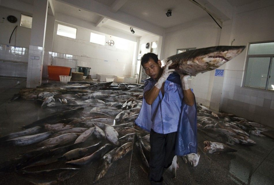 A worker carries a frozen carcass of a slaughtered shark on his shoulder at a slaughter house in Puqi town