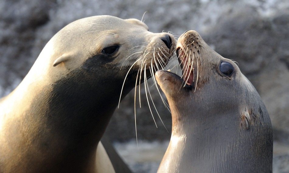 Feds Reverse Rules on Killing Sea Lions in Oregon, Wash.