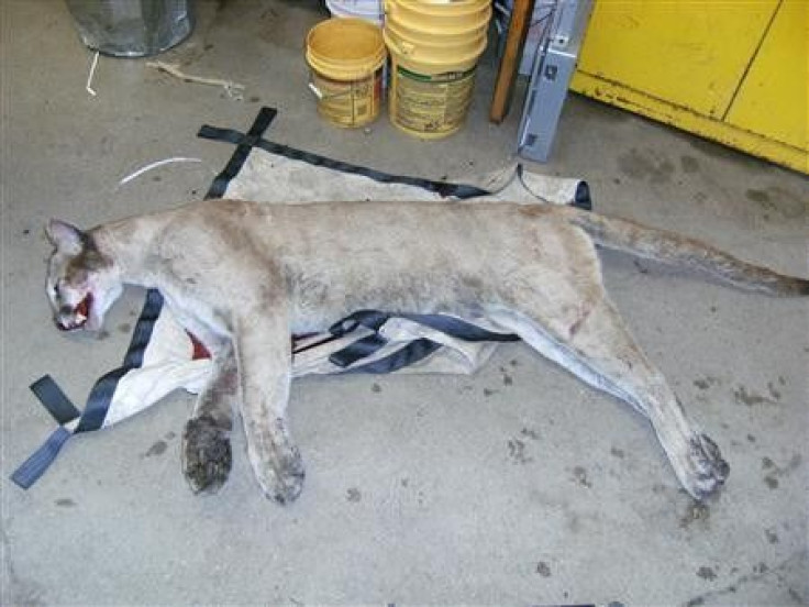 A mountain lion killed on a Connecticut highway in June, is pictured in this undated file photograph.