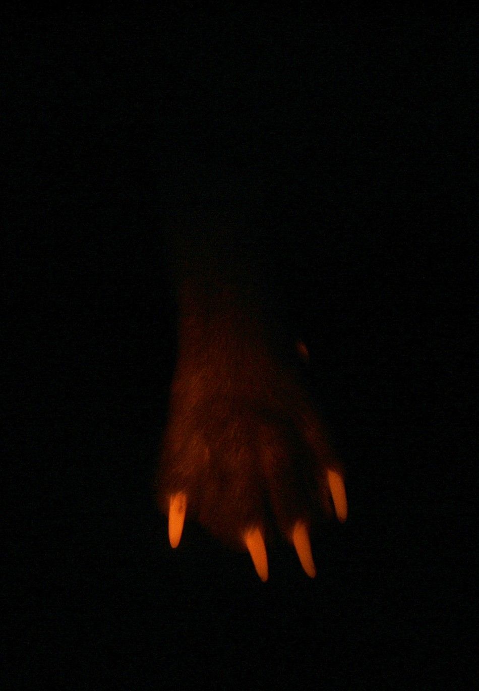 The Glowing Dog