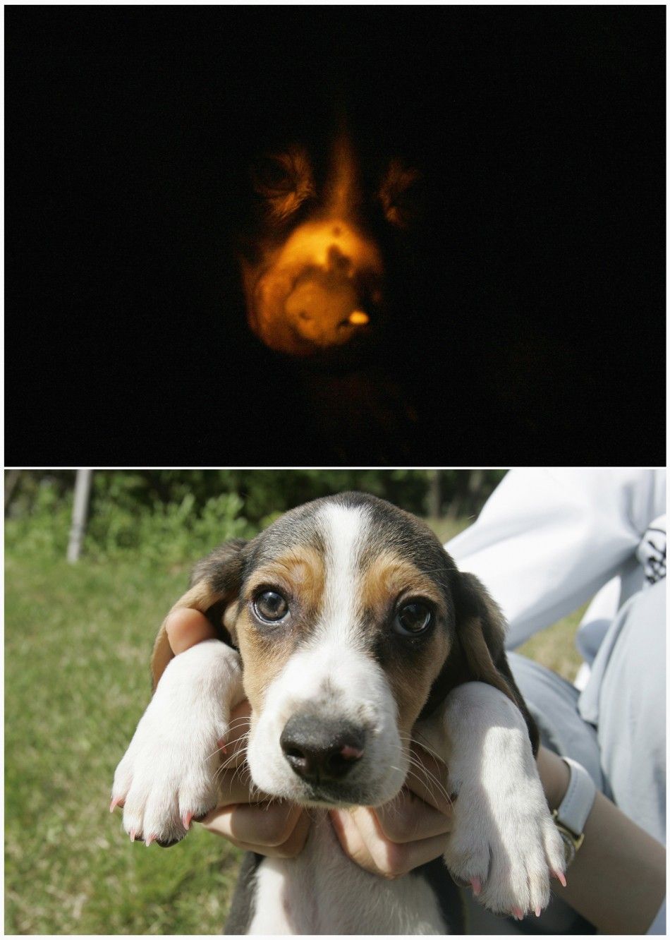 The Glowing Dog