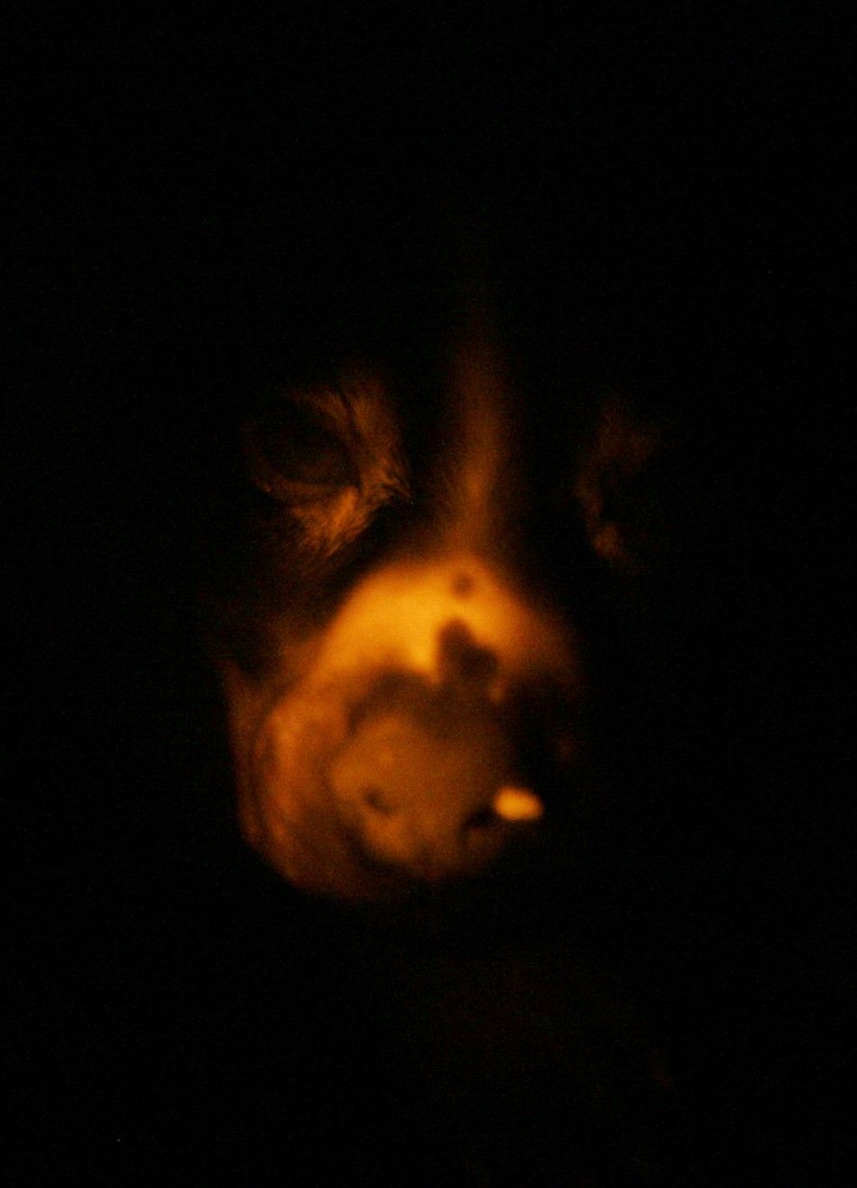 The Glowing Dog