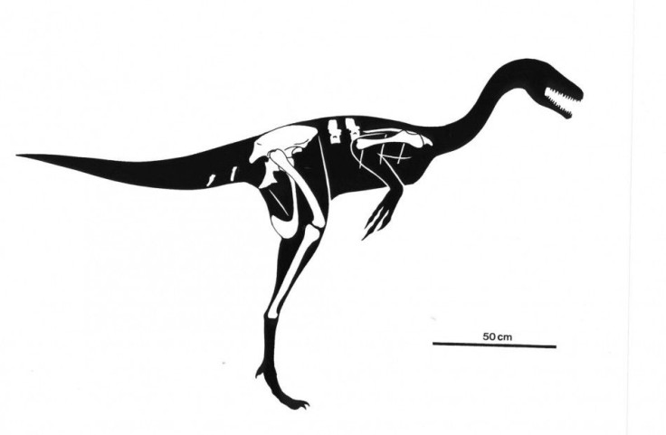drawing of a birdlike dinosaur
