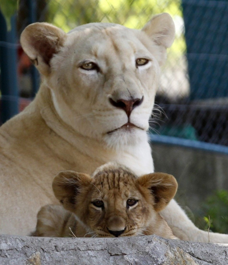 A lioness and a cub cool down in a shade at Belgrade's zoo