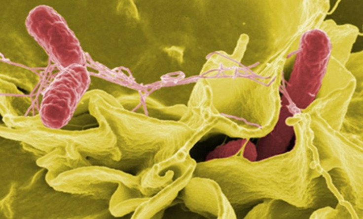 Salmonella Vaccine Investigation Revolutionizes Space Microbiology.