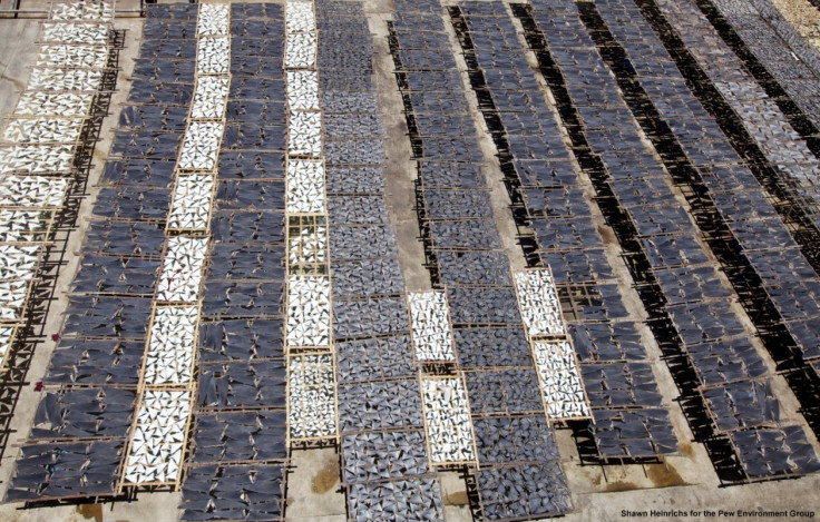 Shark fins laid out to dry.