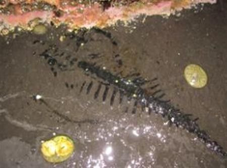 An extreme low tide along the shore of the Tongass National Forest in May revealed the tail of a thalattosaur fossil, a long-tailed sea creature that plied warm, shallow waters in the early days of dinosaurs and became extinct at the end of the Triassic p
