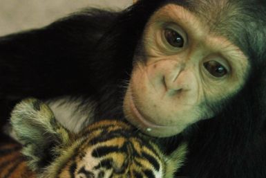 Photos: Chimpanzee Feeds Milk to Tiger Cub