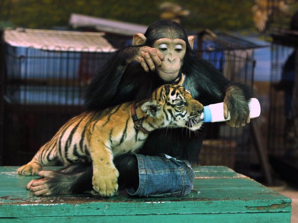 Photos Chimpanzee Feeds Milk to Tiger Cub