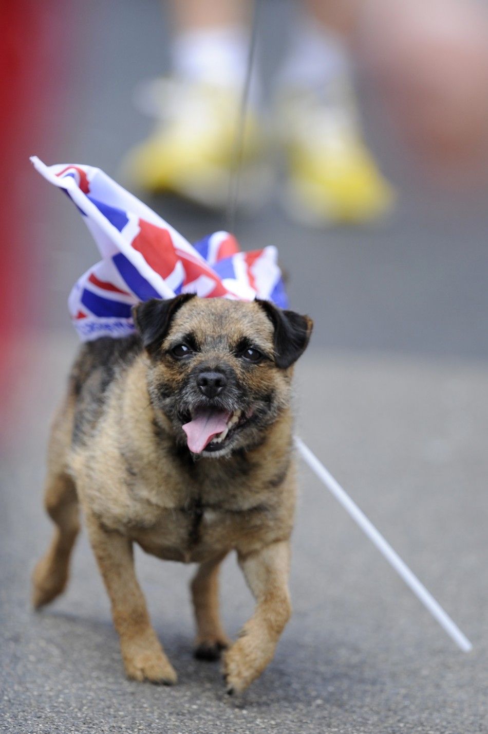 A dog walks with a flag attached to its back before the marriage between Britains Zara Phillips and Mike Tindall in Edinburgh