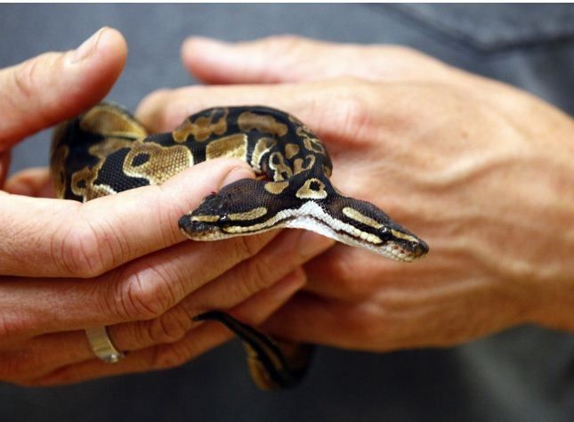 Reptile and amphibian shop owner Broghammer holds a two-headed Royal Python at his shop in Weigheim