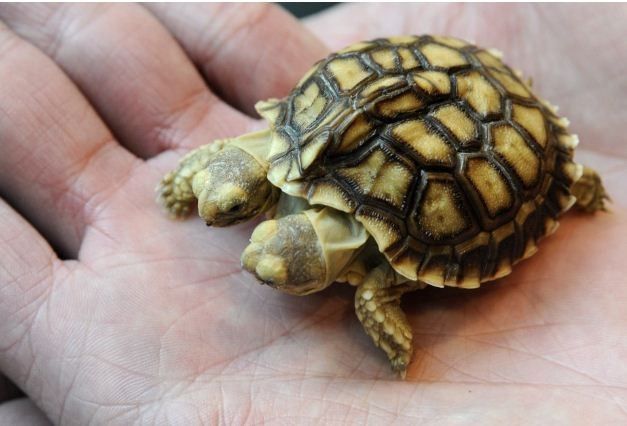 An African spurred tortoise with two heads and five legs is displayed in Zilina
