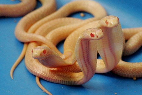  Sri Lankan Albino cobras 