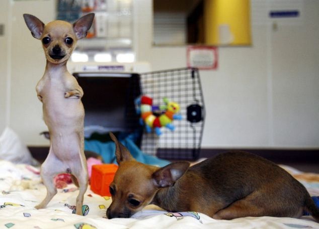 Venus the Chihuahua stands on her hind legs in Port Washington
