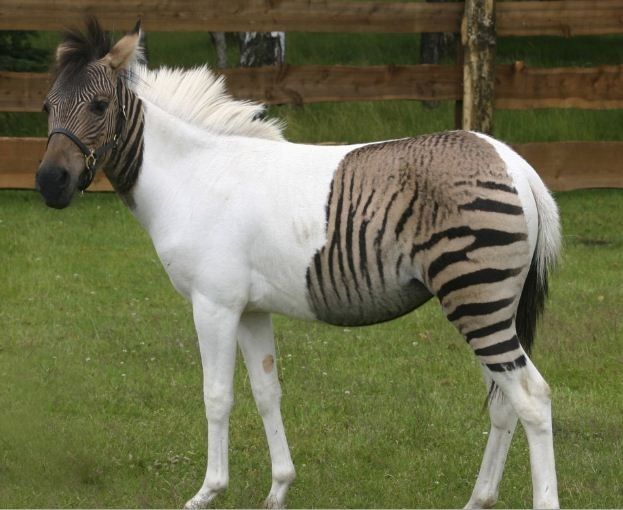 Horse and zebra hybrid foal Eclyse is pictured in the Safaripark in Holte-Stukenbrock