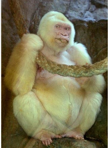 File picture of Albino gorilla, Snowflake