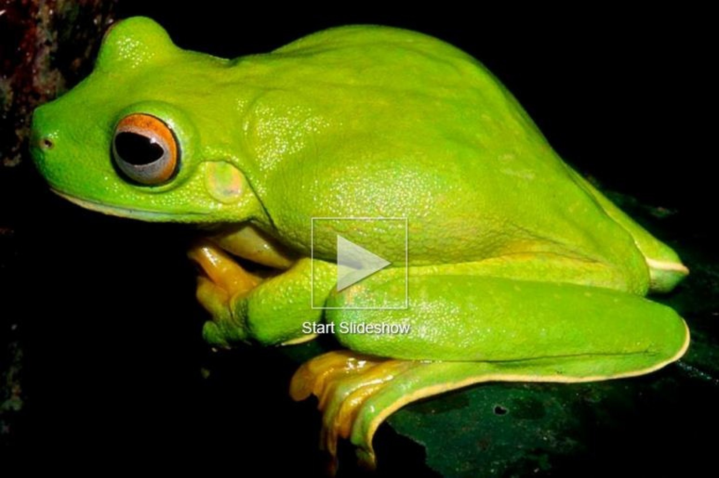 The large green tree-dwelling frog, Litoria dux