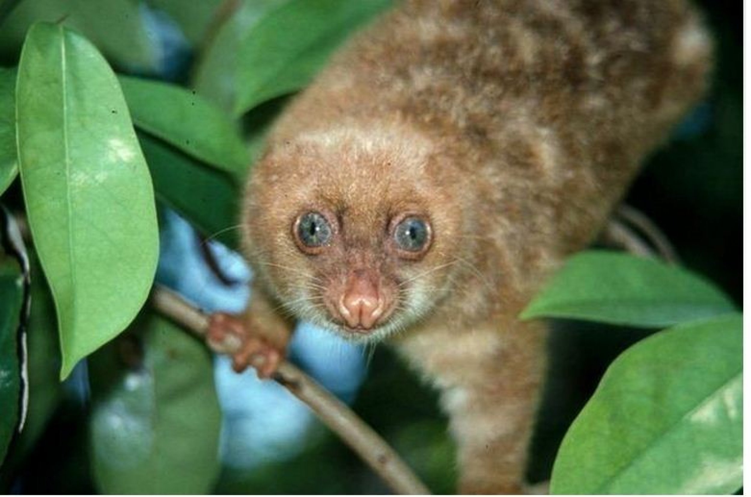 Tim Flannery, WWF Blue-eyed Spotted Cuscus