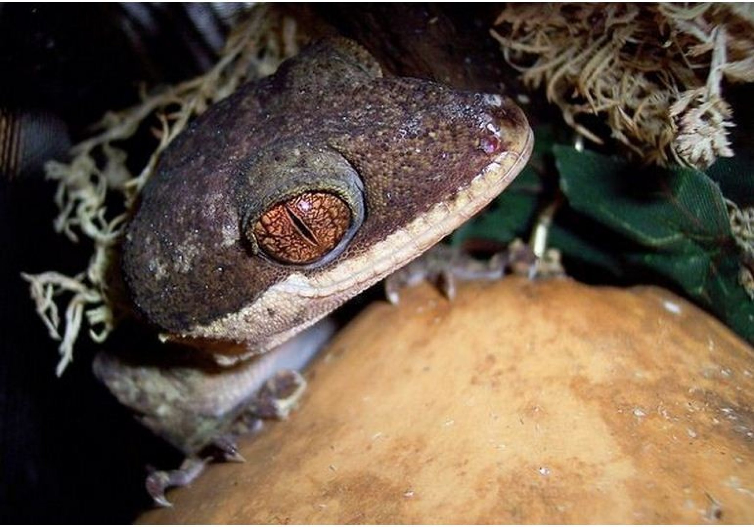 Giant Bent-Toed Gecko