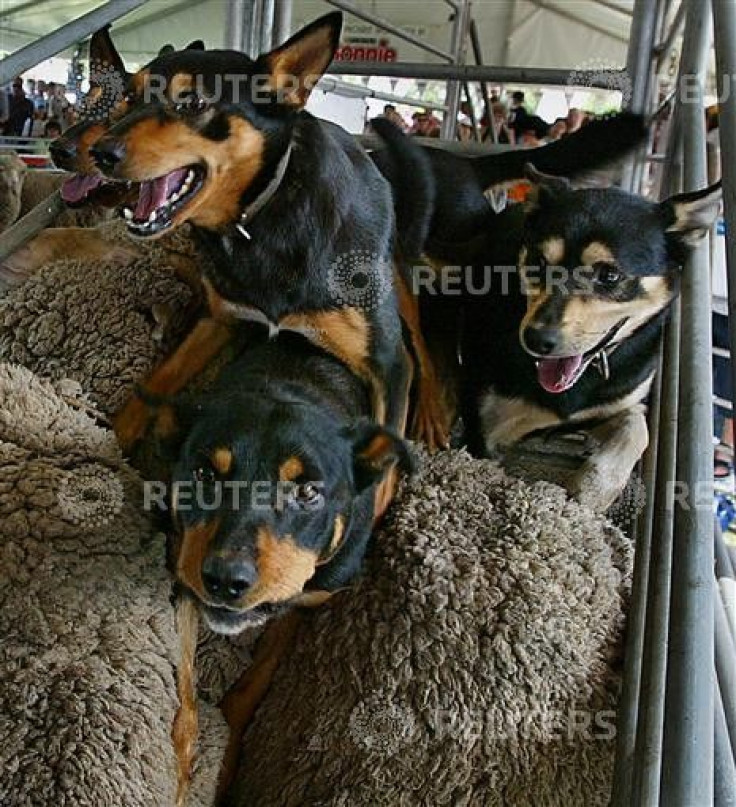 KELPIE SHEEP DOGS STAND ON TOP OF SHEEP AT ROYAL EASTER SHOW IN SYDNEY.