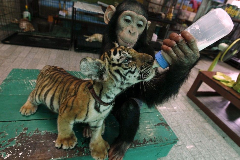 Two-year-old chimpanzee quotDo Doquot feeds milk to quotAornquot, a 60-day-old tiger cub, at Samut Prakan Crocodile Farm and Zoo in Samut Prakan provinceTwo-year-old chimpanzee quotDo Doquot feeds milk to quotAornquot, a 60-day-old tiger c