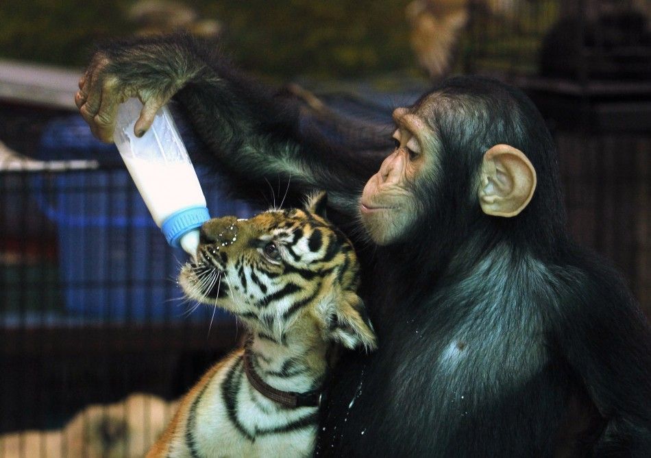 Two-year-old chimpanzee quotDo Doquot feeds milk to quotAornquot, a 60-day-old tiger cub, at Samut Prakan Crocodile Farm and Zoo in Samut Prakan province