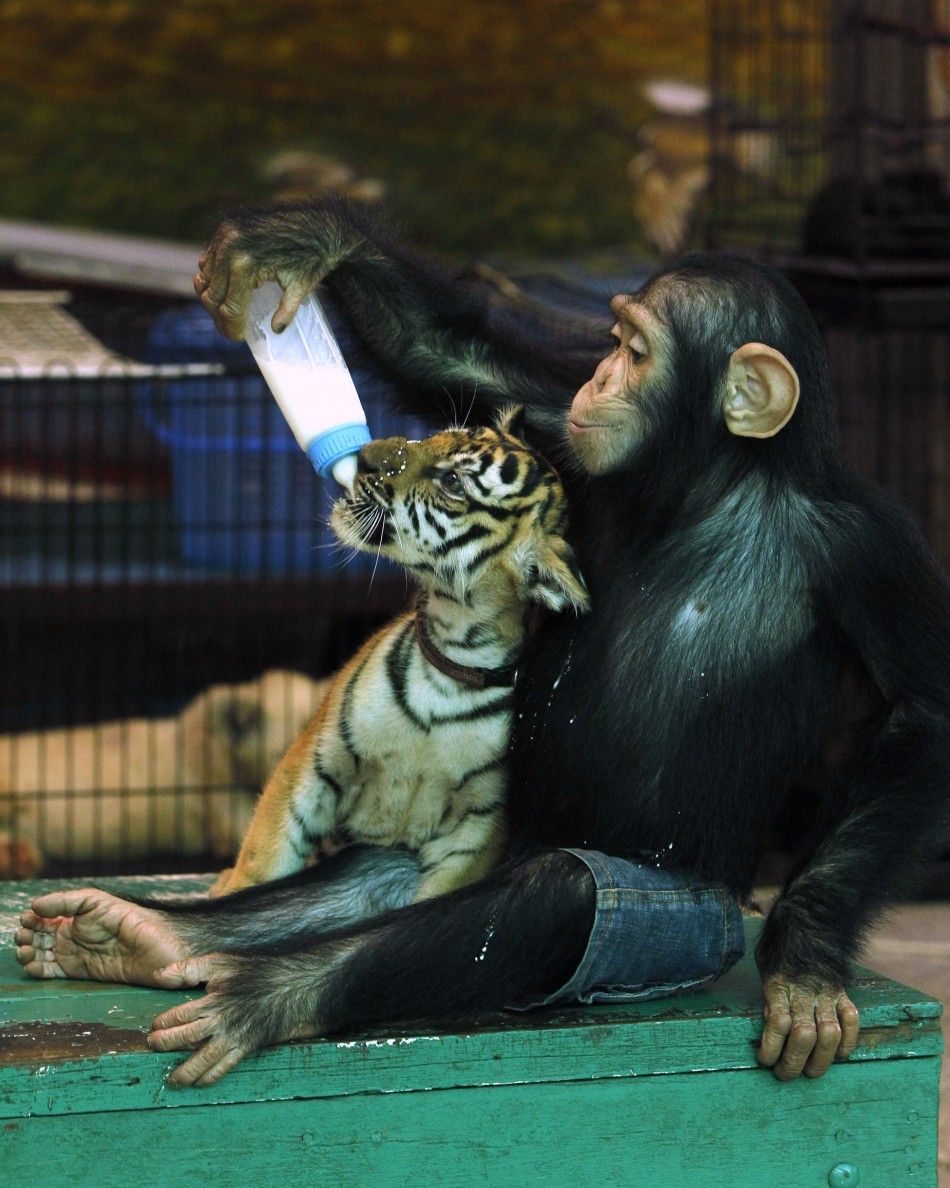 Two-year-old chimpanzee quotDo Doquot feeds milk to quotAornquot, a 60-day-old tiger cub, at Samut Prakan Crocodile Farm and Zoo in Samut Prakan province
