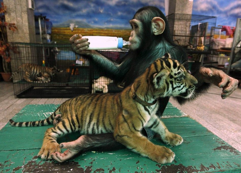 Two-year-old chimpanzee quotDo Doquot drinks milk beside quotAornquot, a 60-day-old tiger cub, at Samut Prakan Crocodile Farm and Zoo in Samut Prakan province