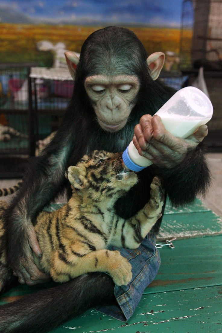 Two-year-old chimpanzee &quot;Do Do&quot; feeds milk to &quot;Aorn&quot;, a 60-day-old tiger cub, at Samut Prakan Crocodile Farm and Zoo in Samut Prakan province