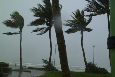 Winds bend palm trees during Cyclone Gonu in Muscat June 6, 2006.