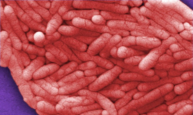 Salmonella bacteria