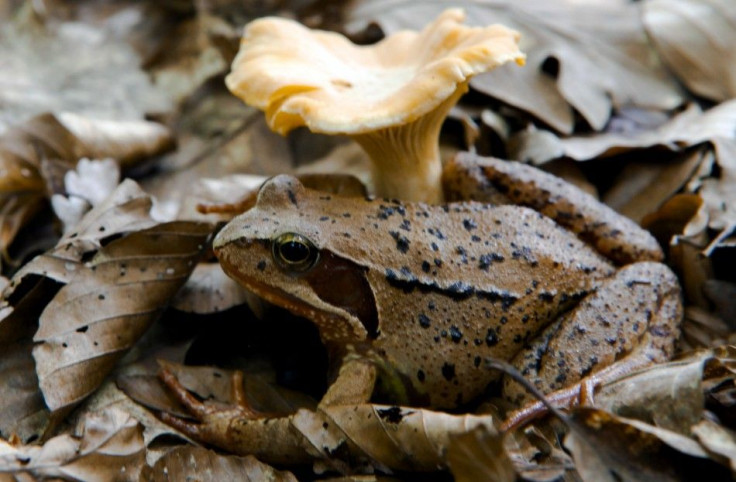 A wood frog rests beside a chanterelle mushroom in the forest at Medvednica mountain overlooking Zagreb