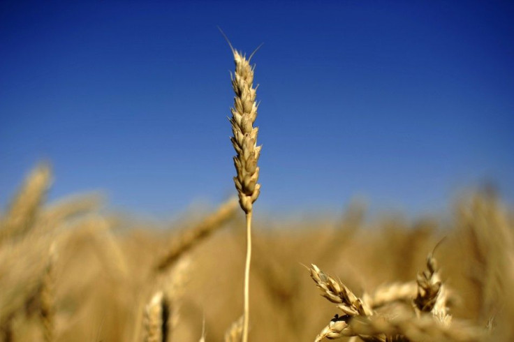 An ear of wheat is seen on the Canadian prairies near Lethbridge